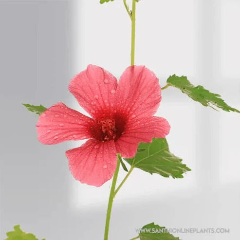 Gongura pink flower plant