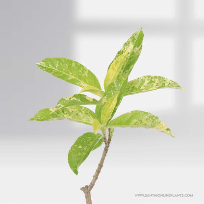 Variegated Crepe Jasmine Layered