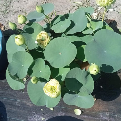 Green lotus tuber ( ID : Q201 )