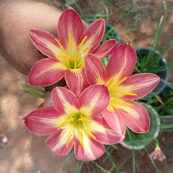 Red star with golden stripes rainlily bulb