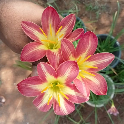 Red star with golden stripes rainlily bulb