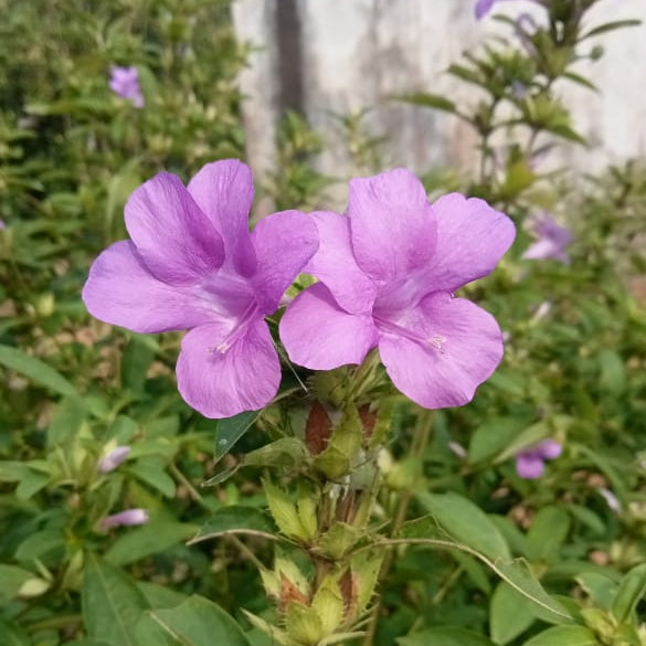 Light blue december flower plant