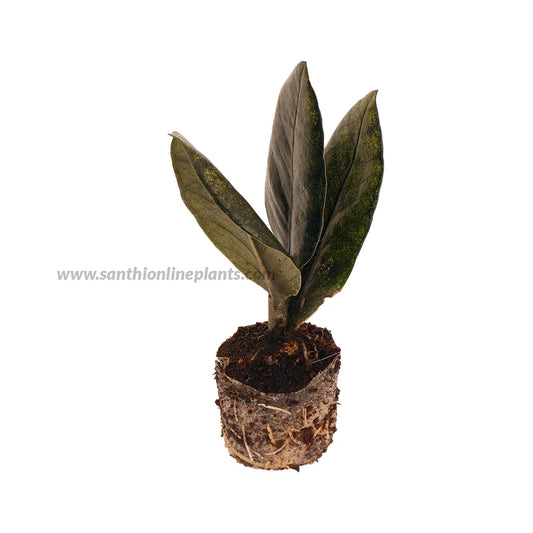 Zamia Black – ZZ Plant