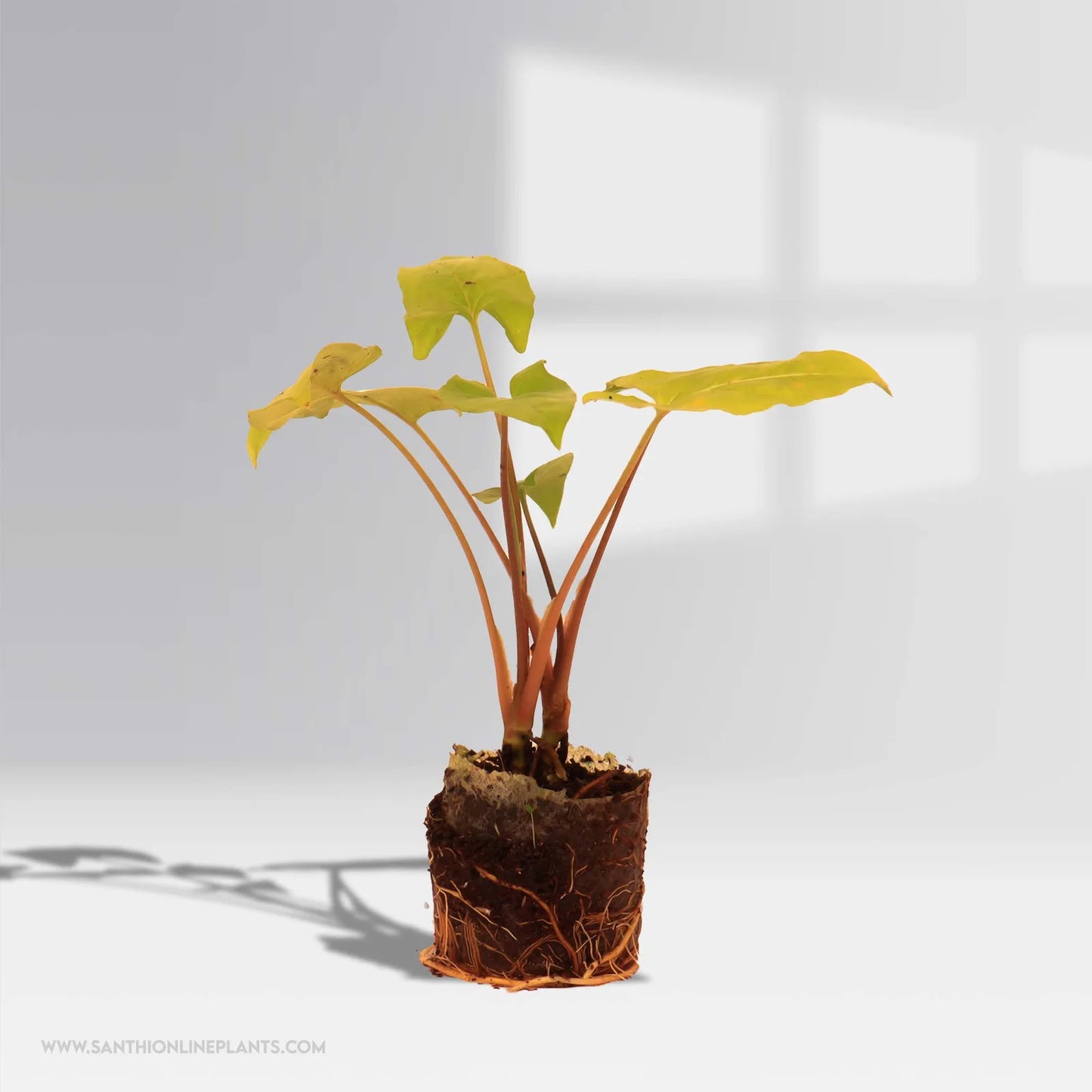 Syngonium Yellow