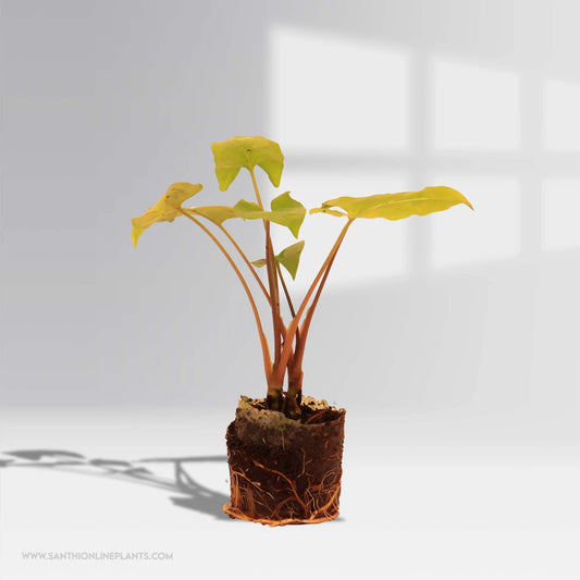 Syngonium Yellow