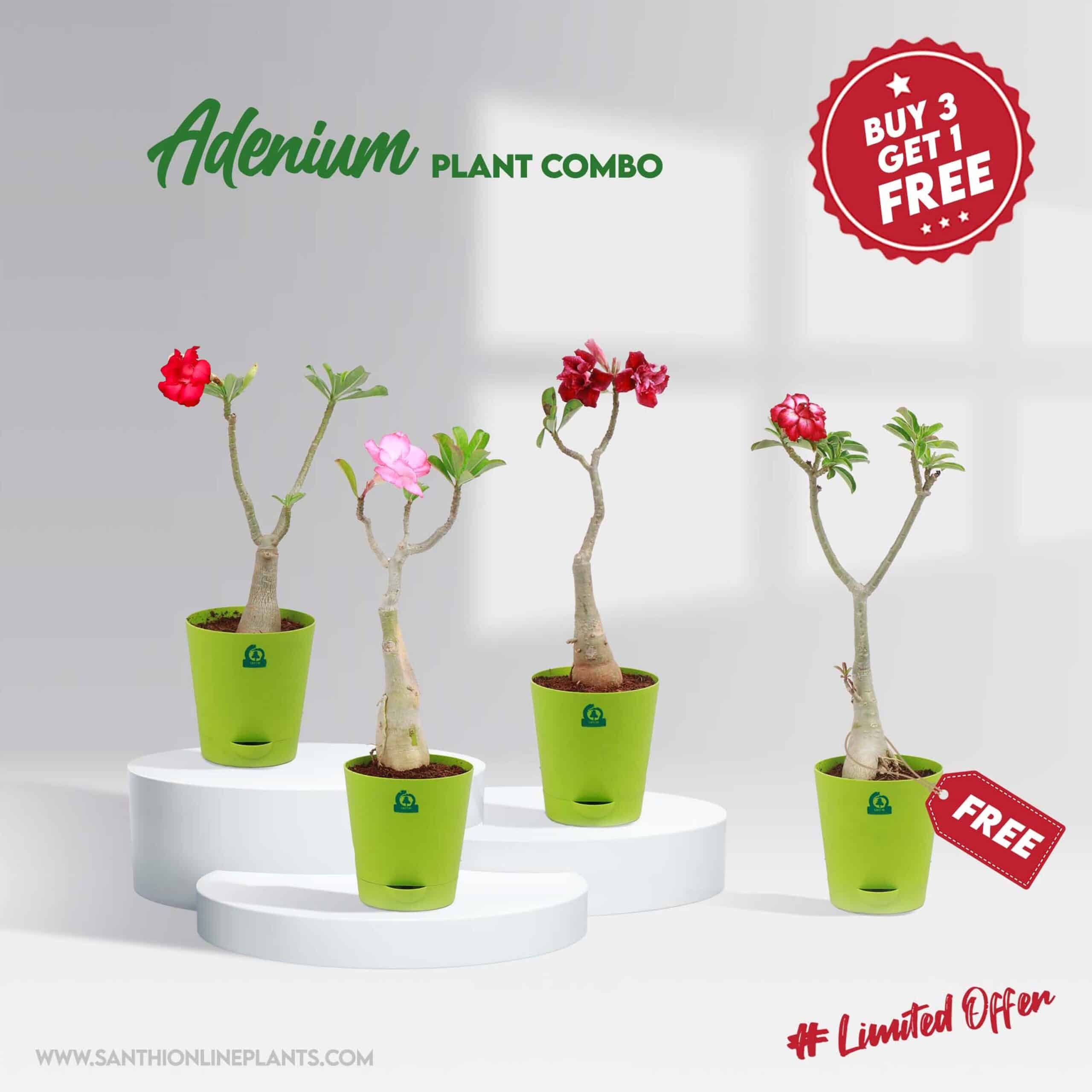 Adenium plant combo – Santhi Online Plants