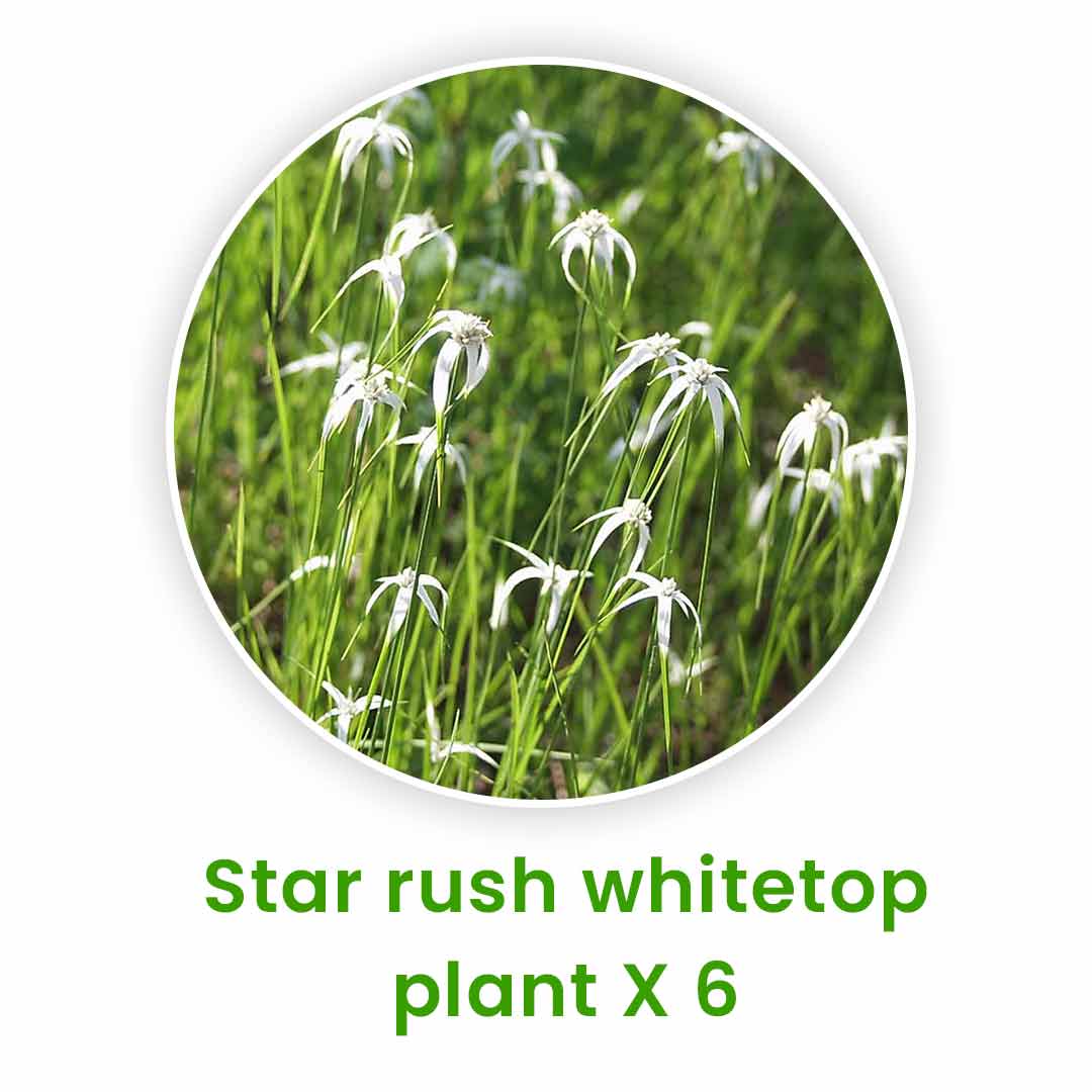 Aquatic Plants Set – 20