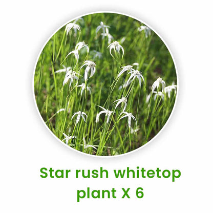 Aquatic Plants Set – 20
