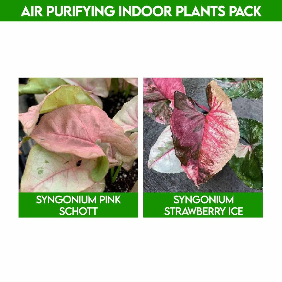 Air Purifying Indoor Plants : Pack of plant babies filling your space with love.