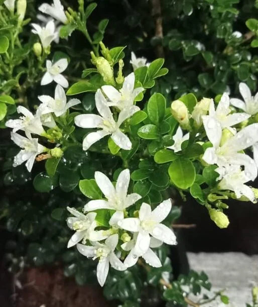 Dwarf kamini plant