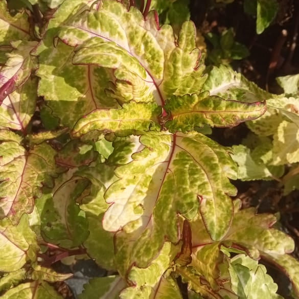 Coleus electric pink plant