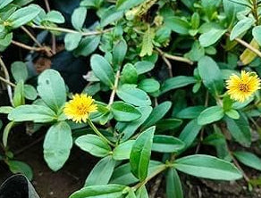 Bhringraj Manjal Karisalankanni plant