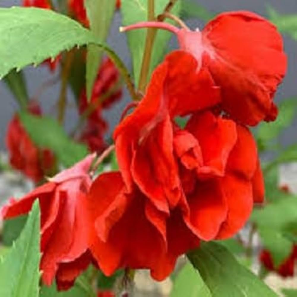 Balsam red double layered plant