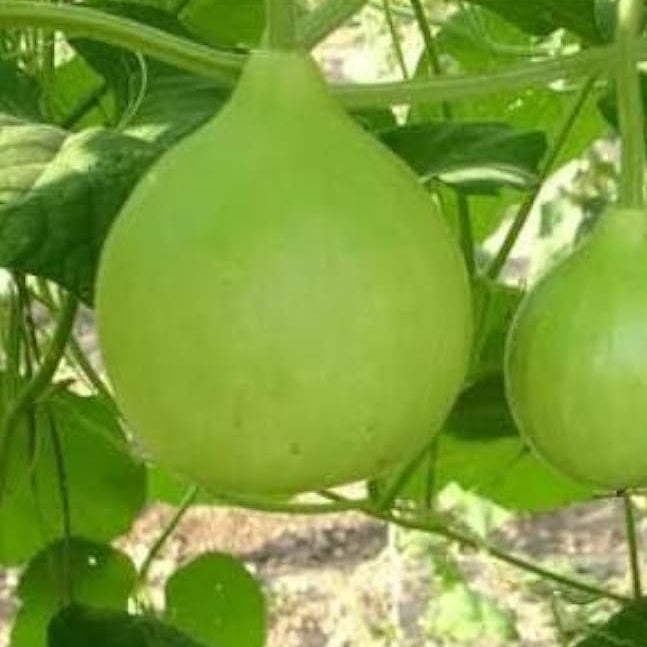 Satti surai seeds