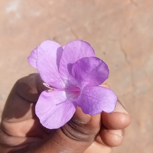 Light blue december flower plant