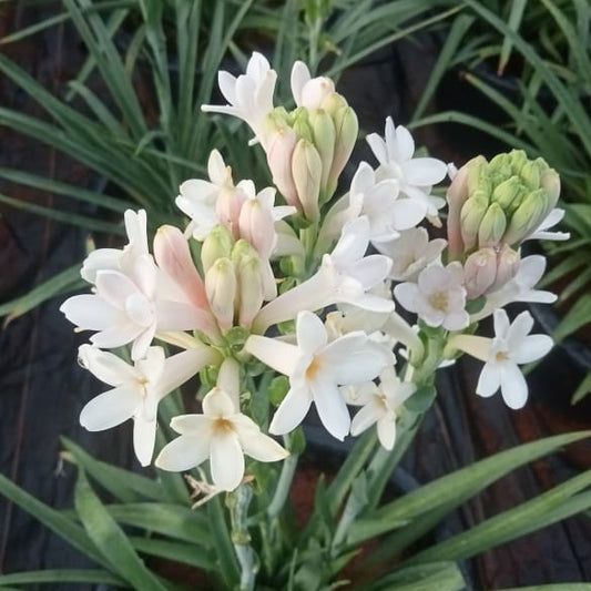 Tuberose Pink sensation bulb