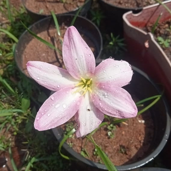 Rainlily "lily pie" bulb