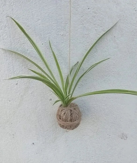 Spider plant kokedama using jute thread