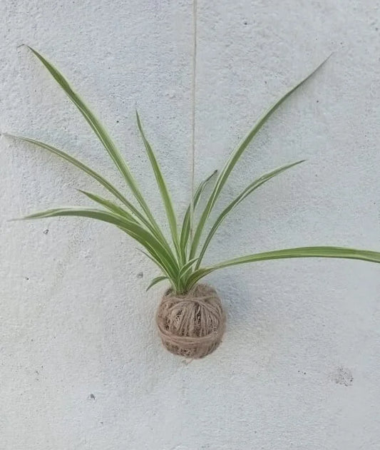 Spider plant kokedama using jute thread