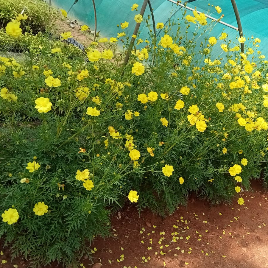 Cosmos fluorescent yellow seeds