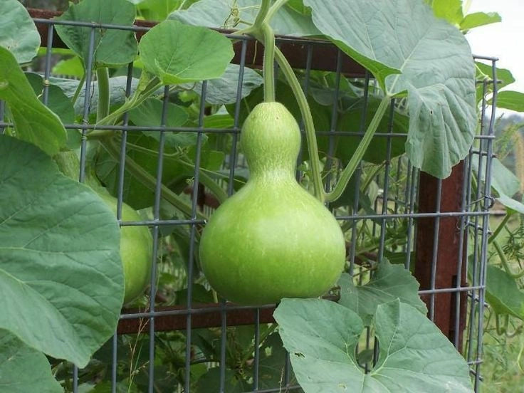 Guduvai surai seeds