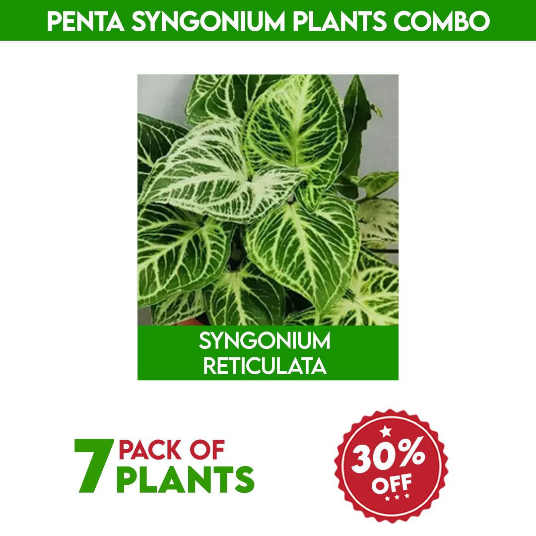 Penta syngonium plants combo