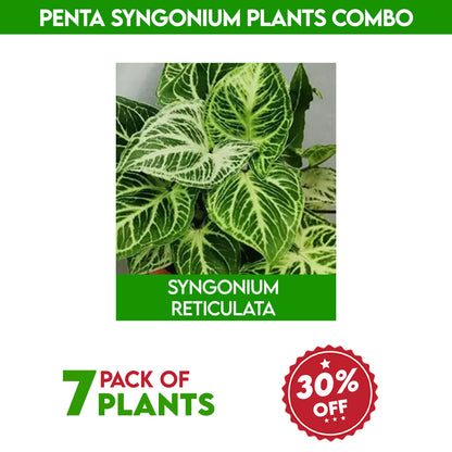 Penta syngonium plants combo