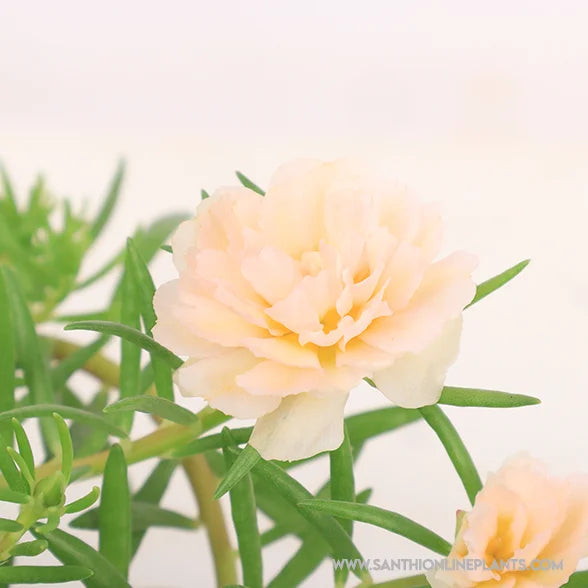 Portulaca 9’O Clock Ivory White