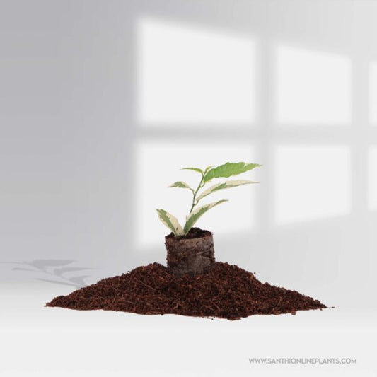 Ficus Sagittata variegated