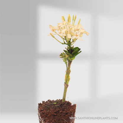 Singapuri Ixora White Plant