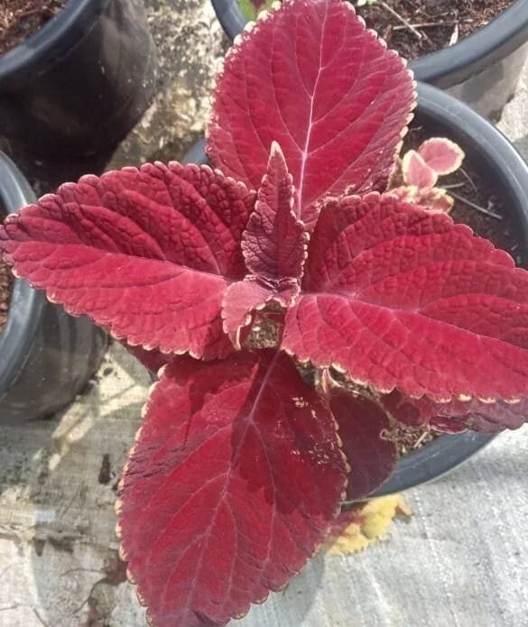 Coleus Wizard Red Velvet
