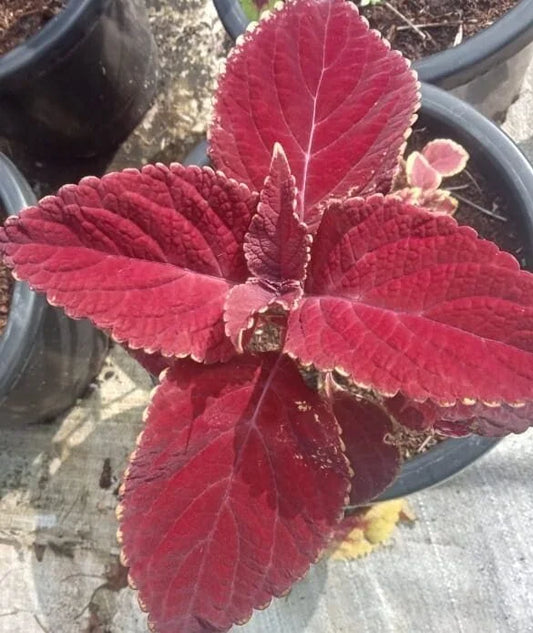 Coleus Wizard Red Velvet
