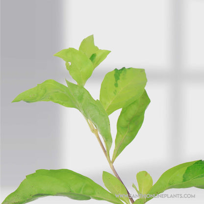 Duranta erecta-Golden Dewdrop