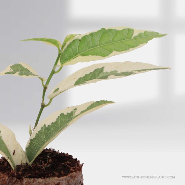 Ficus Sagittata variegated