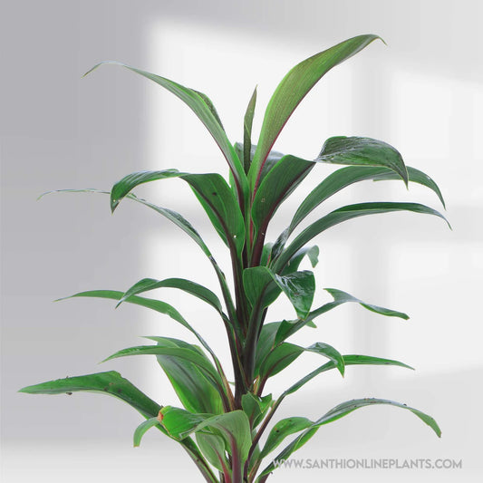Cordyline fruticosa’Cameroon’