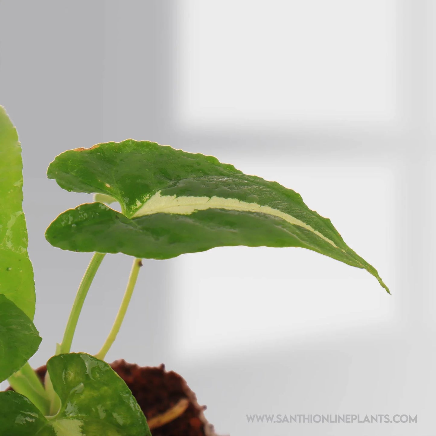 Syngonium Wendlandii Green Velvet