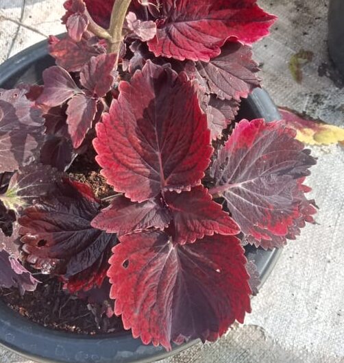 Coleus tilt a whirl red wizard plant