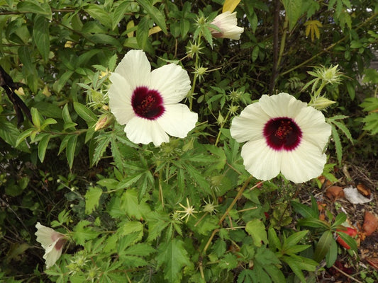 Well Germinating Gongura White Flower Seeds at Low Price