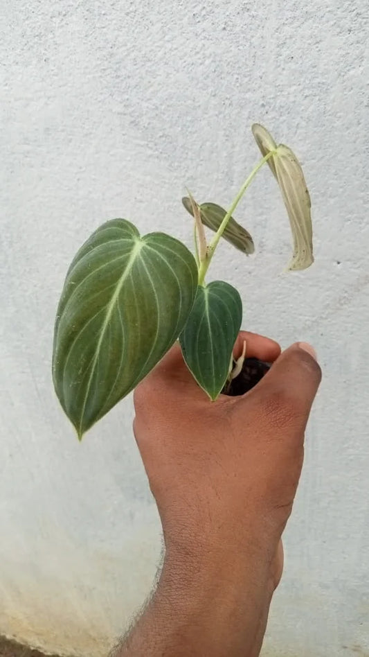 Philodendron melanochrysum
