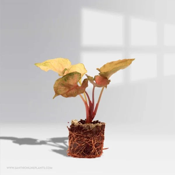 Syngonium Strawberry Ice