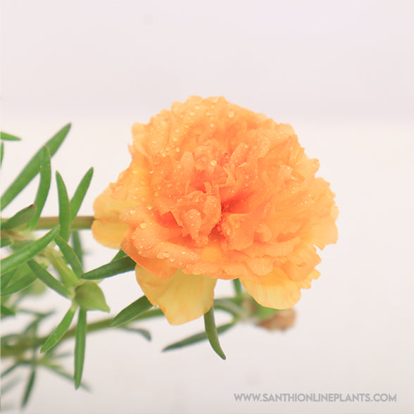 Portulaca 9’o clock honey orange