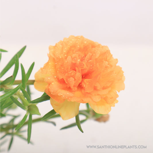 Portulaca 9’o clock honey orange