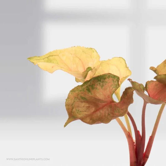 Syngonium Strawberry Ice