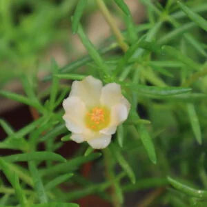 Portulaca Tiara Ivory White