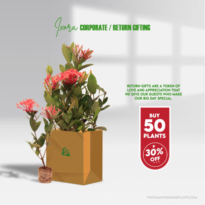 Pretty Beautiful Ixora Plants for Wedding Return Gifts
