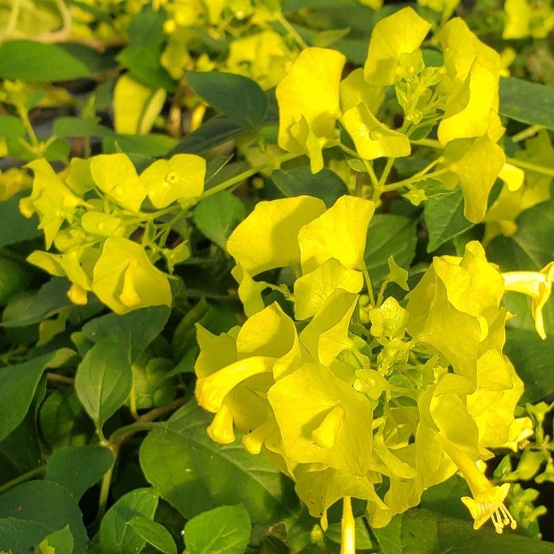 Chinese hat yellow flower plant - cup-and-saucer-plant  (Holmskioldia)
