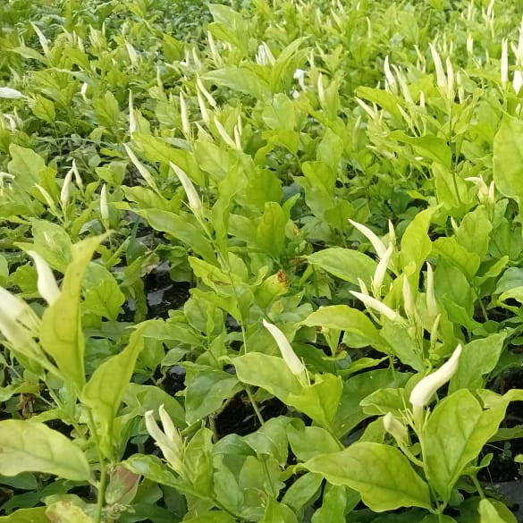 Ramarbaanam malli (Oosi Malli) - Angel Wing Jasmine