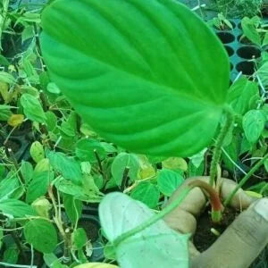 Philodendron Nangaritense