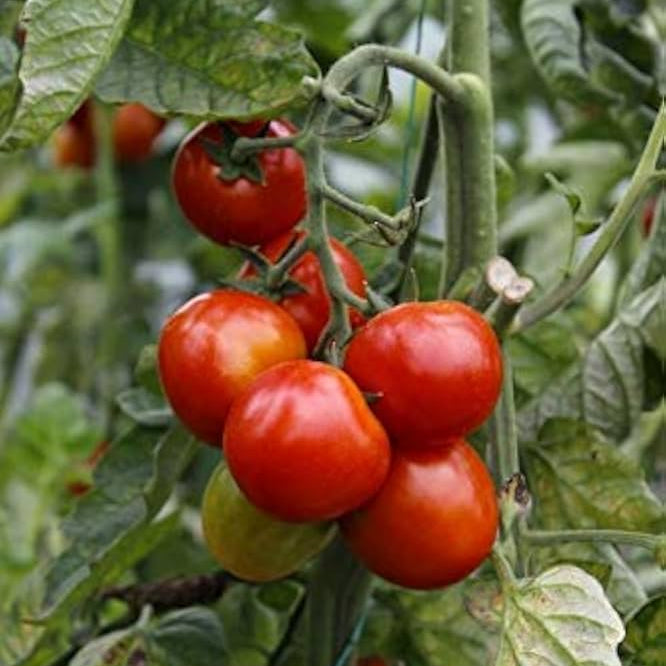 Kodi thakkali seeds (Climber type)