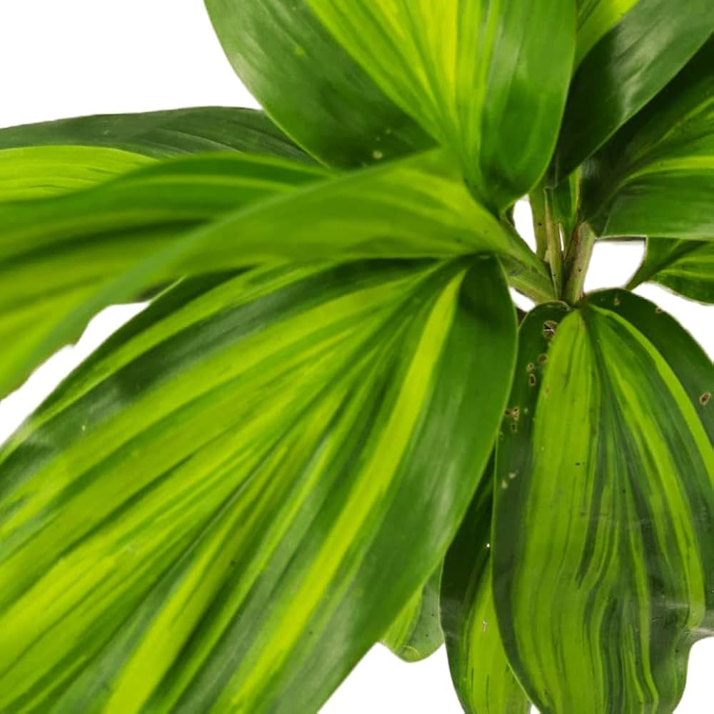 Cordyline fruticosa ‘Lemon Lime’